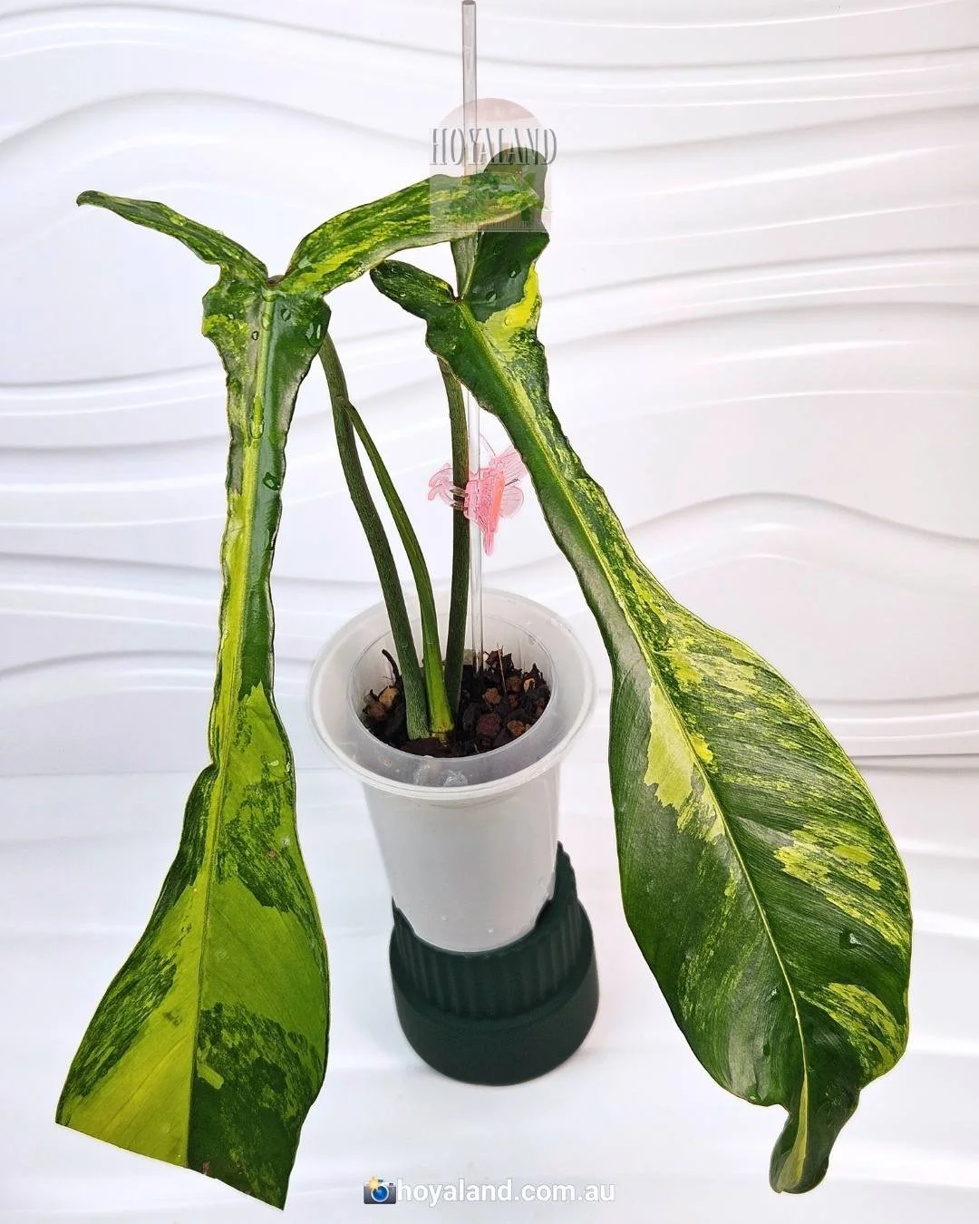 ULTRA-RARE Philodendron joepii Variegata | Holy Grail Collector